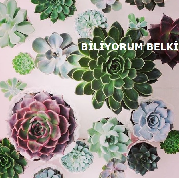 biliyorum belki